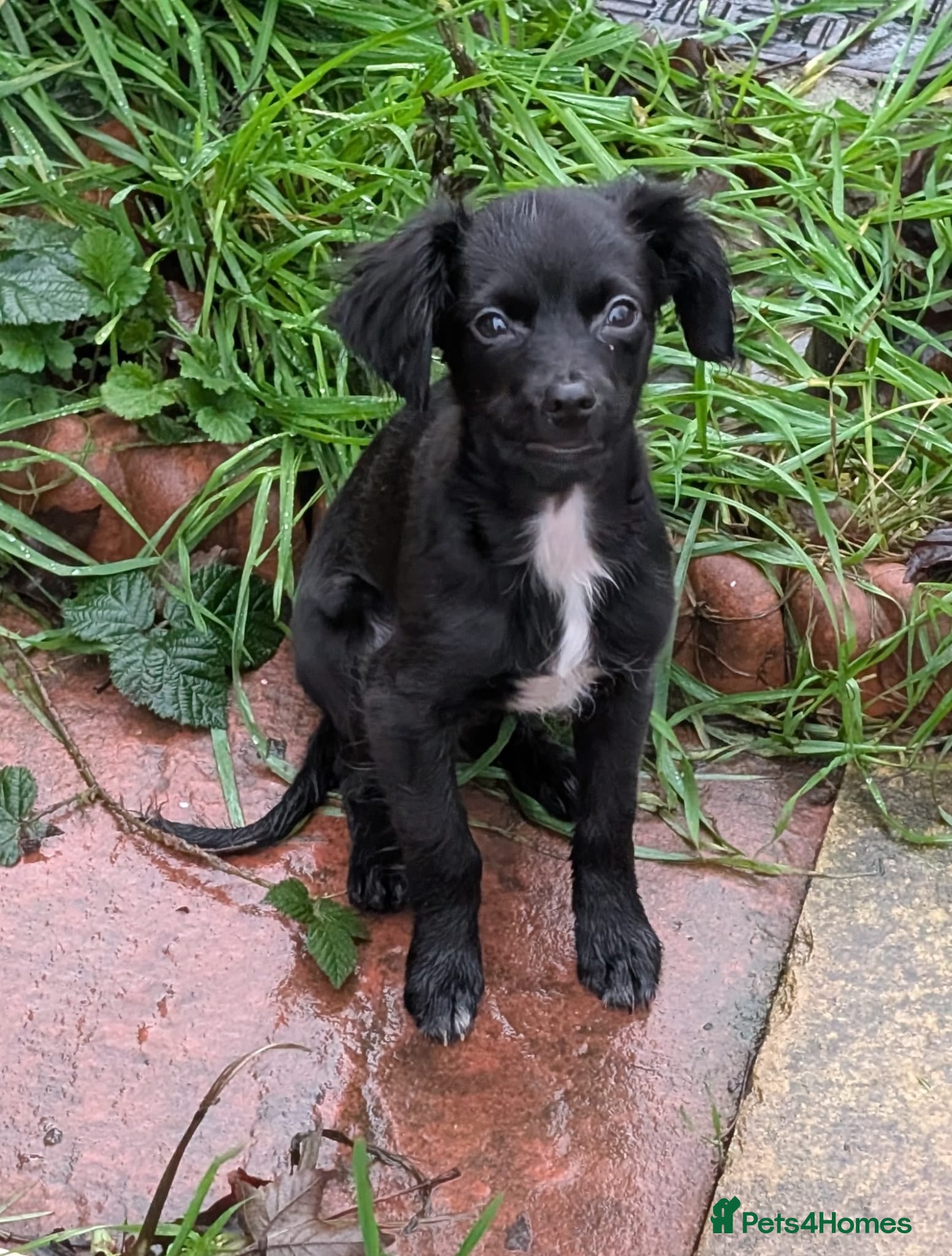 Mixed Breed dogs Chug x spaniel 9 months  - Advert 1