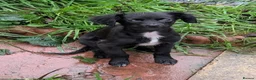 Mixed Breed dogs for sale: Chug x spaniel 9 months  in Leeds - Advert 1