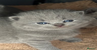 British Shorthair cats - Advert 5
