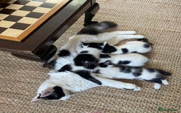 British Shorthair cats for sale: 8 week old boy kitten - Image 5