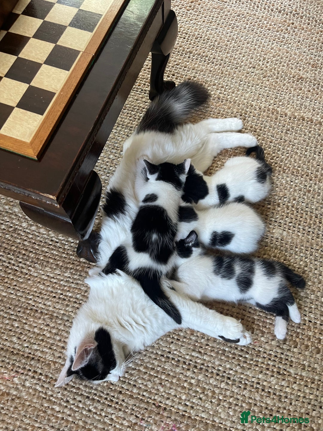 British Shorthair cats for sale: 8 week old boy kitten - Image 5