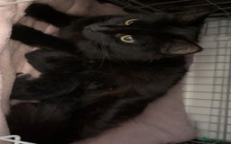Mixed Breed cats for sale: black Siberian mixed  - Image 4