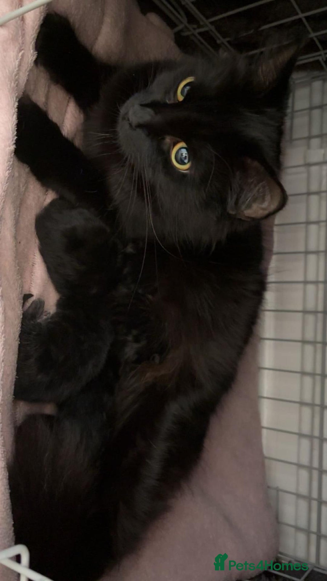 Mixed Breed cats for sale: black Siberian mixed  - Image 4