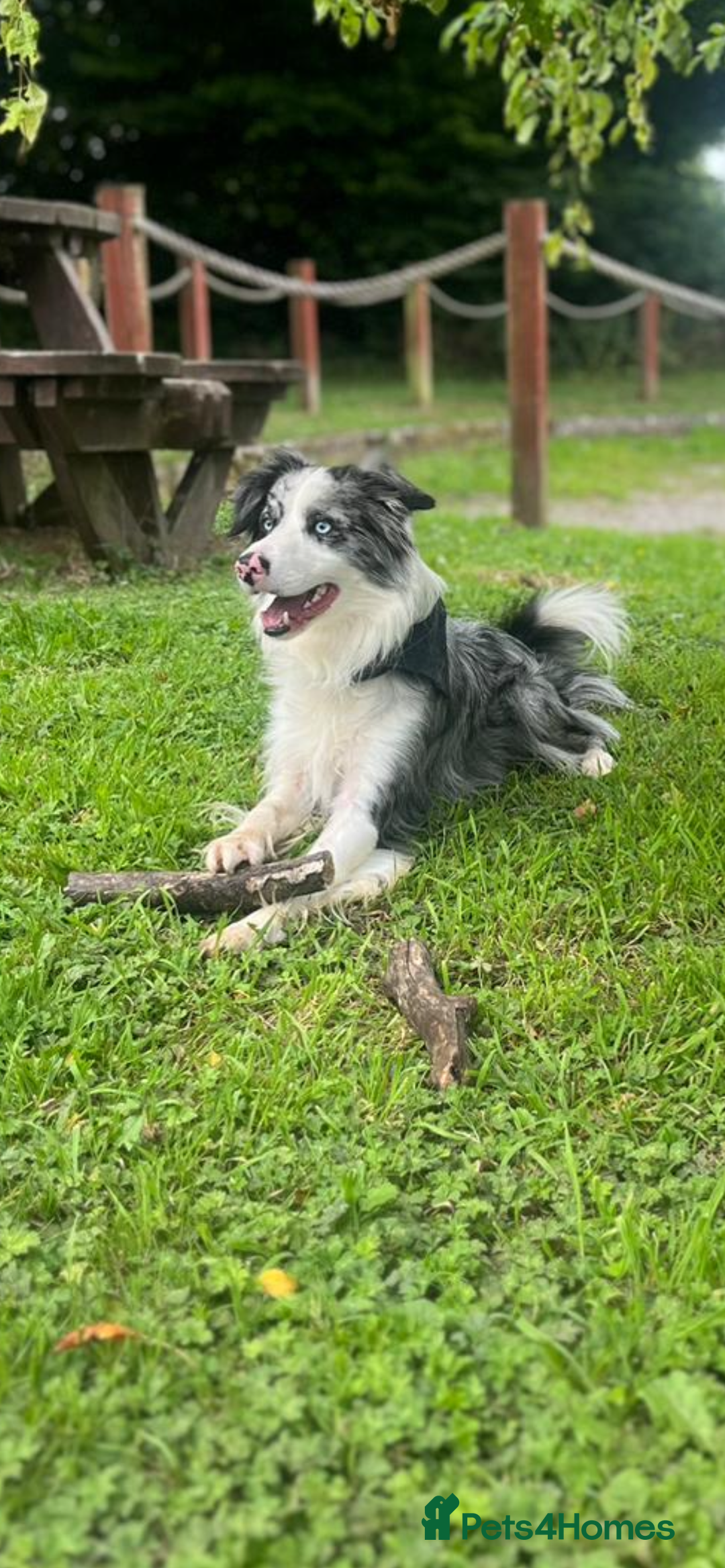 Border Collie dogs for stud: Blue merle border collie for stud - Image 2