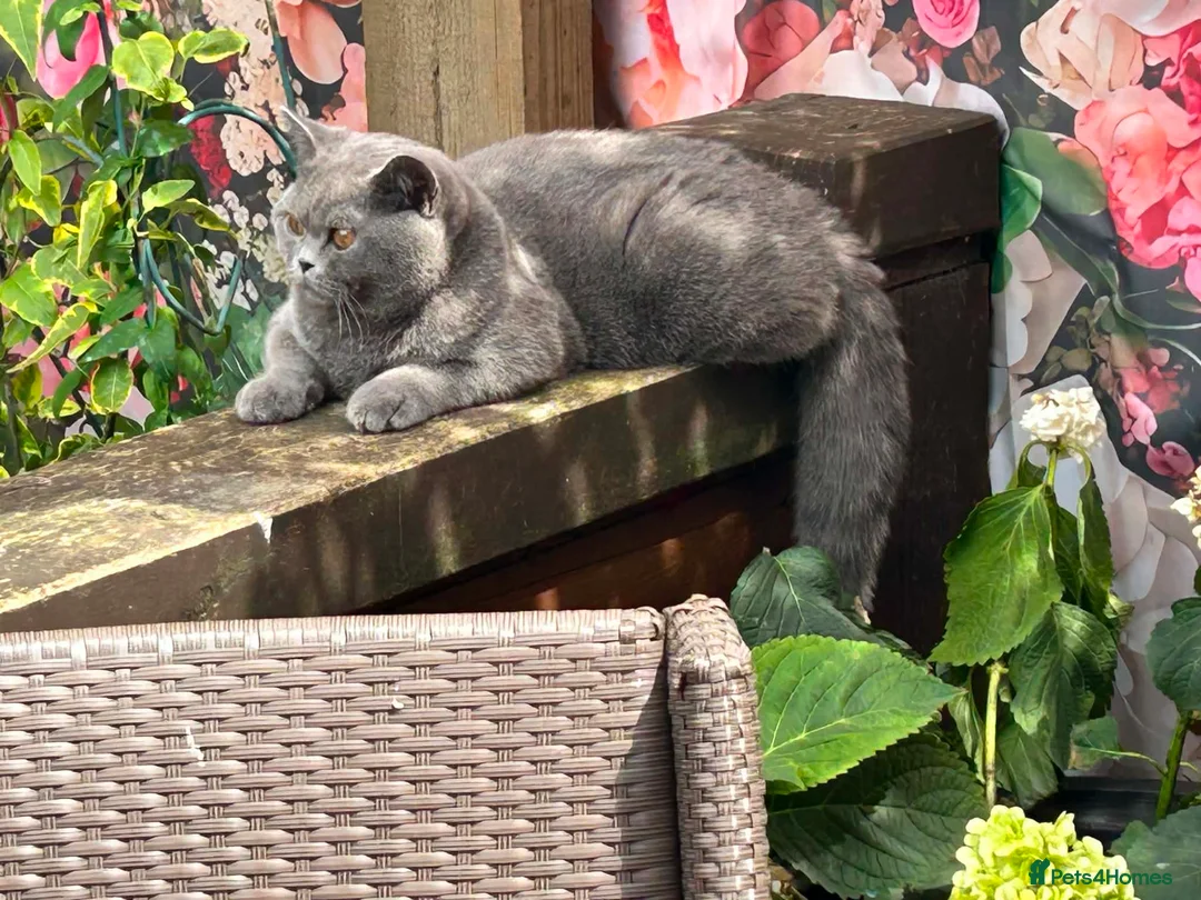 British Shorthair cats for sale: ONE BRITISH SHORTHAIR BLUE MALE AVAILABLE  - Advert 1