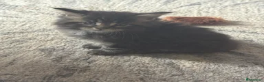 Maine Coon 1
