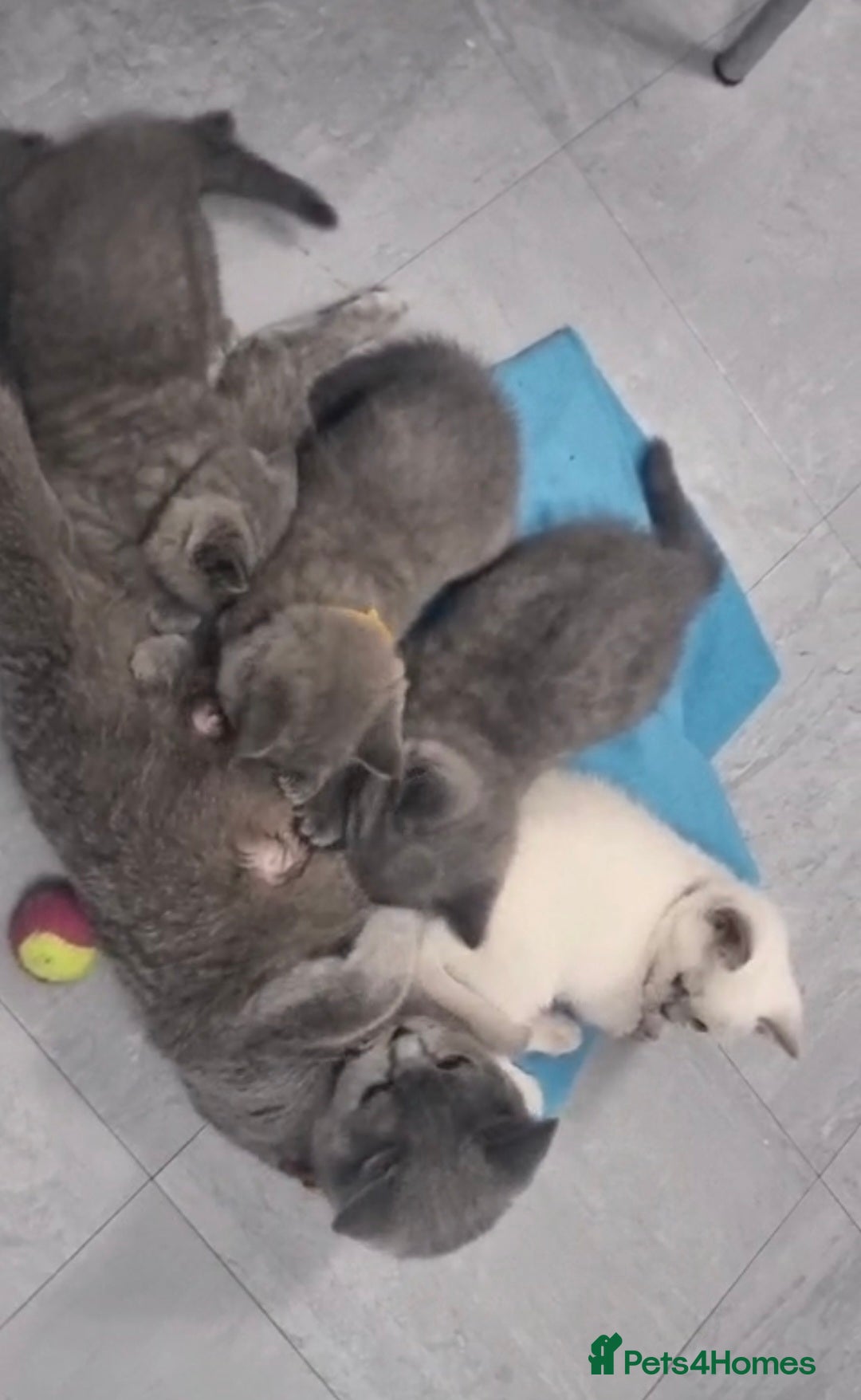 British Shorthair cats for sale: BRITISH SHORTHAIR PEDIGREE - FIRST LITTER - Image 2