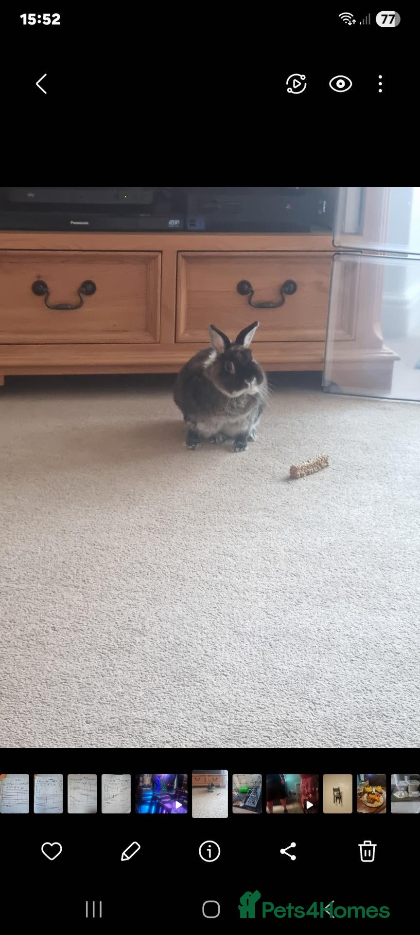 Dwarf Hotot rabbits Netherlands Dwarf rabbit - Advert 6