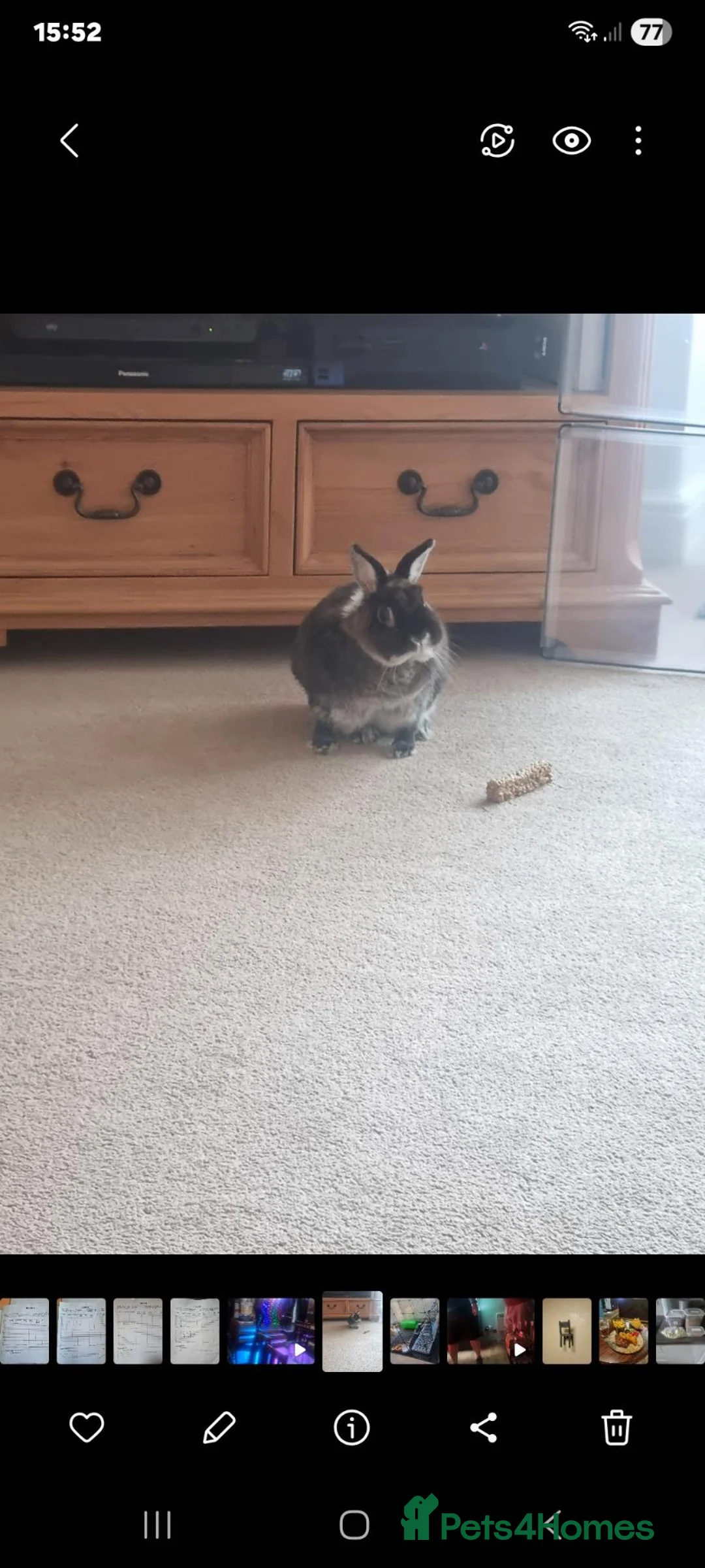Dwarf Hotot rabbits for sale: Netherlands Dwarf rabbit in Walsall - Advert 1