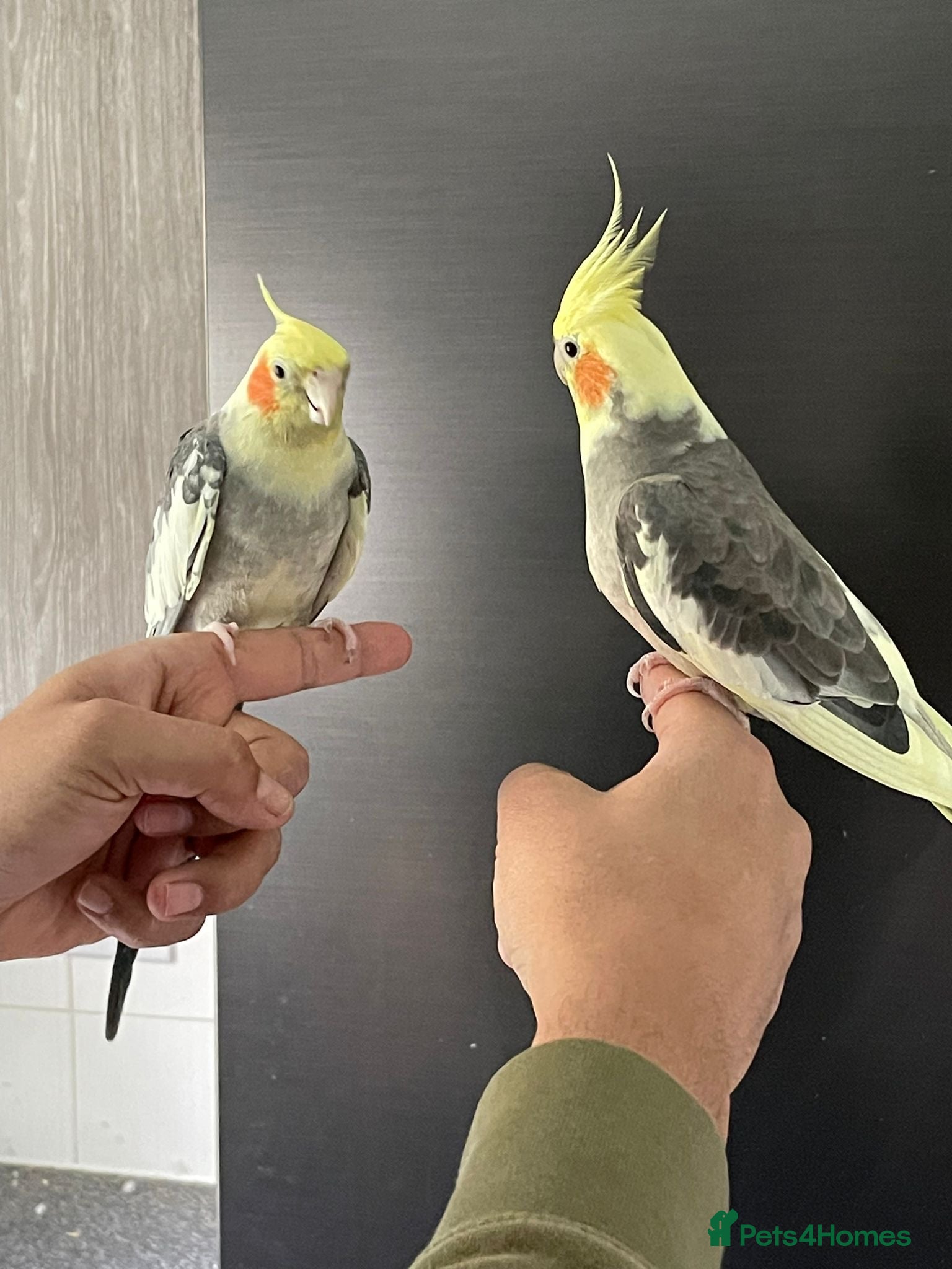Cockatiels birds Hand Reared and Hand Tamed Cockatiels Birds 3 Cage - Advert 3