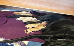 Labrador Retriever dogs for sale: Labrador pups, well-socialised & family raised - Image 3