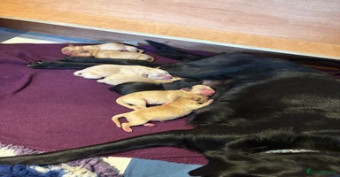 Labrador Retriever dogs - Advert 8
