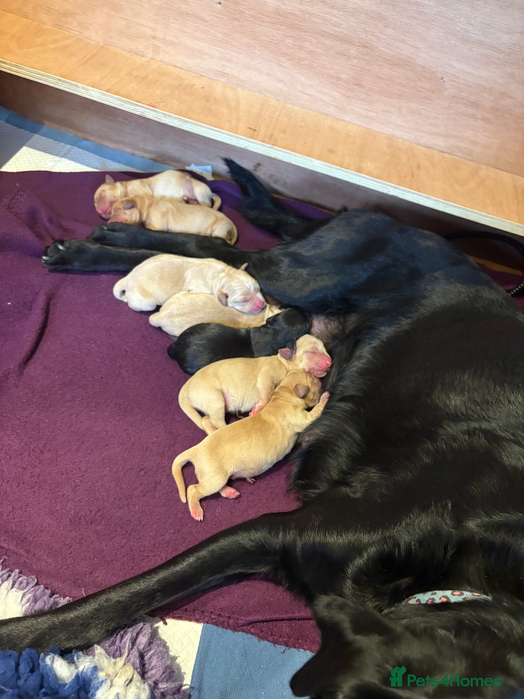 Labrador Retriever dogs for sale: Labrador pups, well-socialised & family raised - Image 3