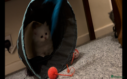 Munchkin cats for sale: A very SPECIAL litter of Munchkins Kittens  - Image 7