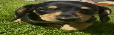 Miniature Dachshund 1
