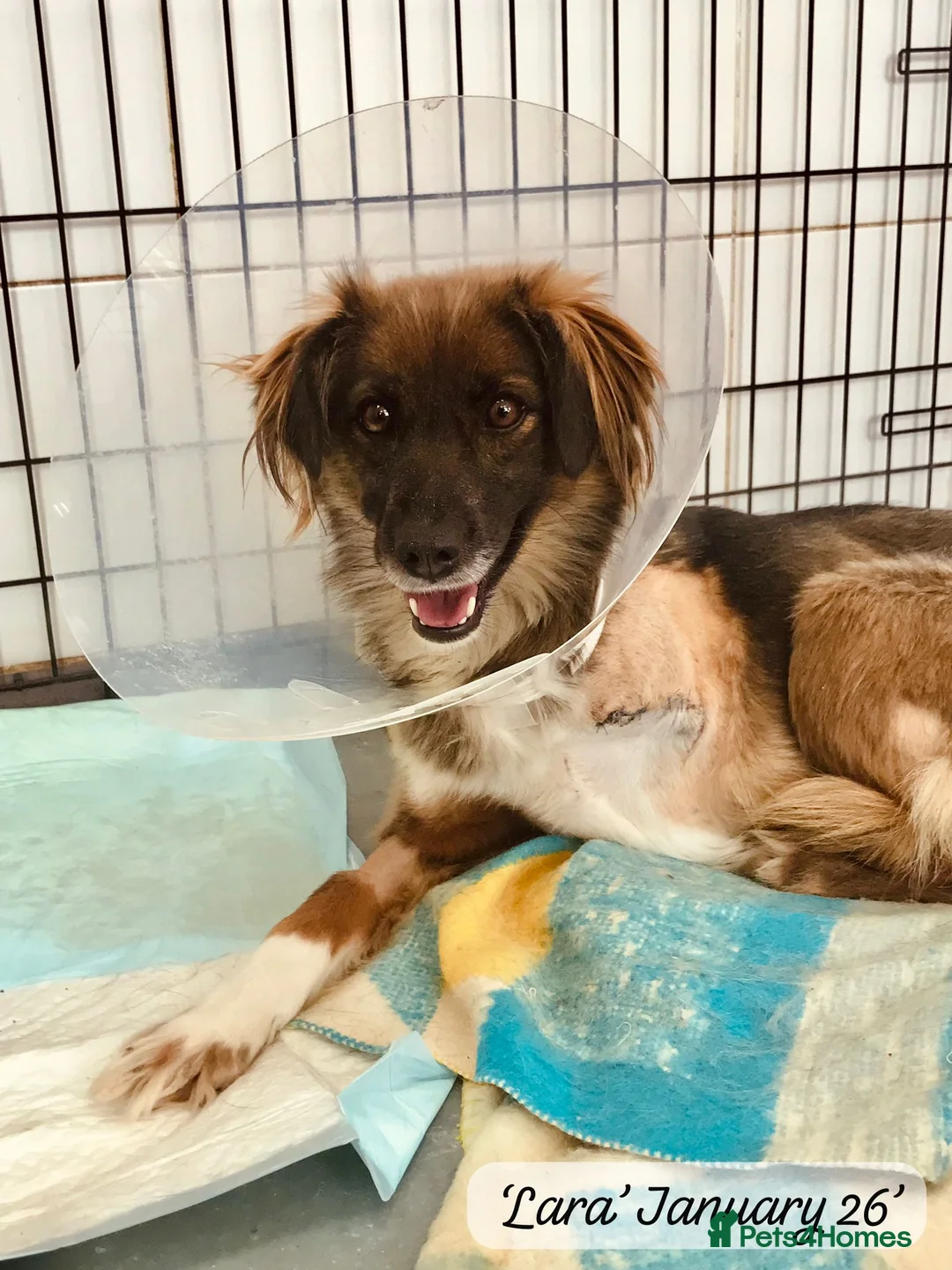 Mixed Breed dogs for adoption: Lara, 6 yrs old approx. Available for adoption. - Advert 14