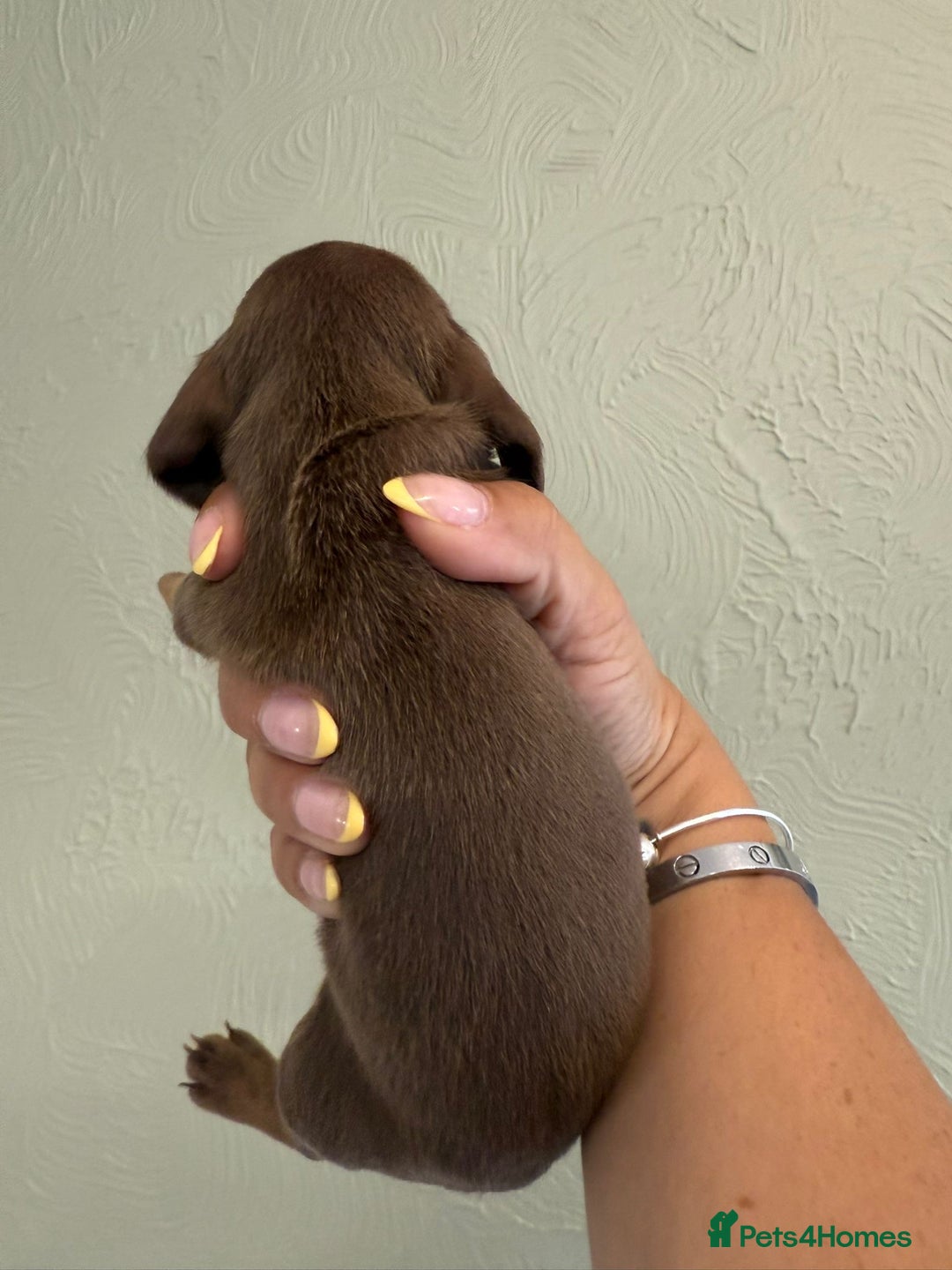 Miniature Dachshund dogs for sale: Miniature dachshunds  - Image 24