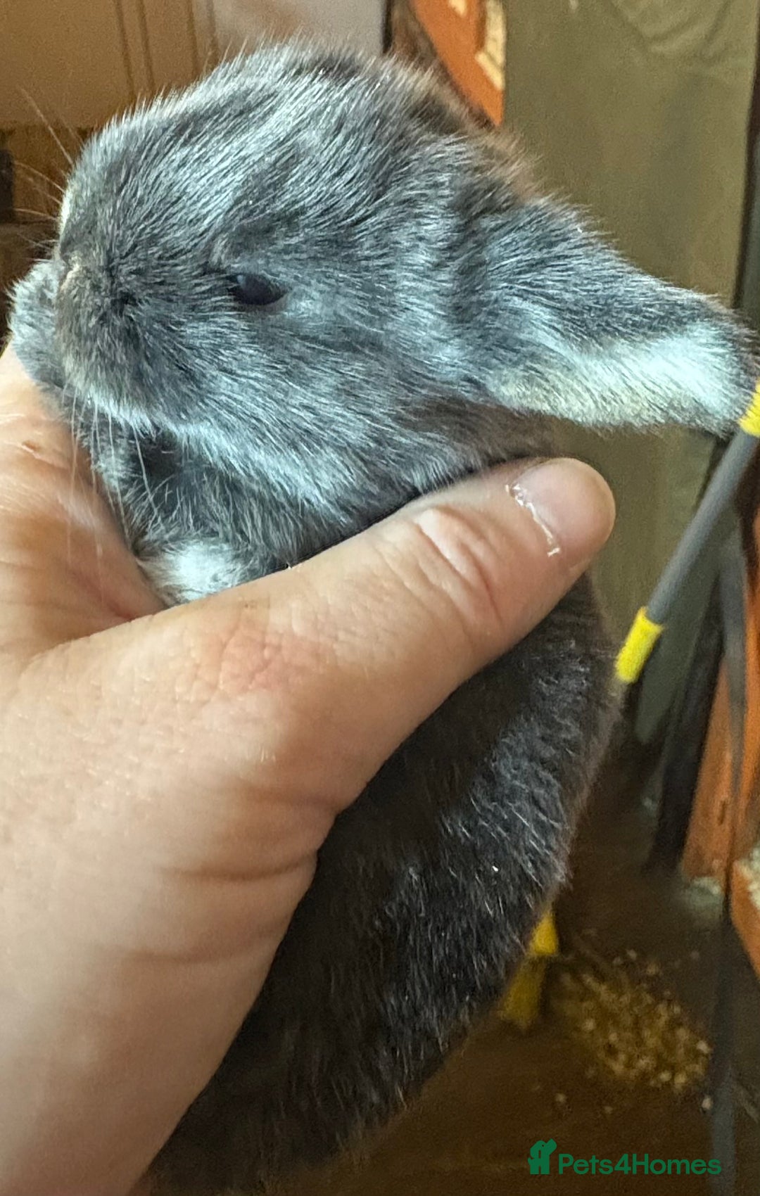 Rex rabbits for sale: Two beautiful rabbit litters - Image 30