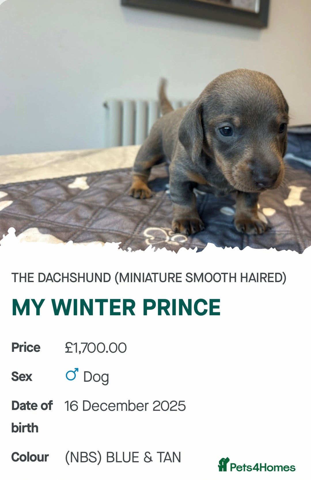 Miniature Dachshund dogs for sale: Kennel club registered miniature dachshunds  - Advert 2
