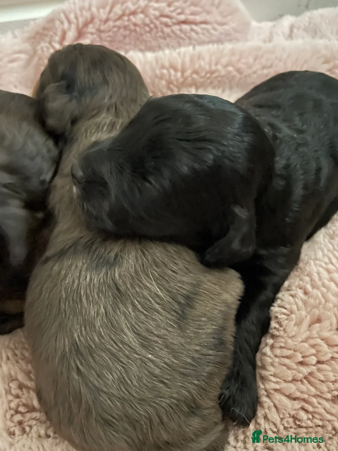 Cockapoo dogs for sale: 4 Toy cocker poos  - Advert 8