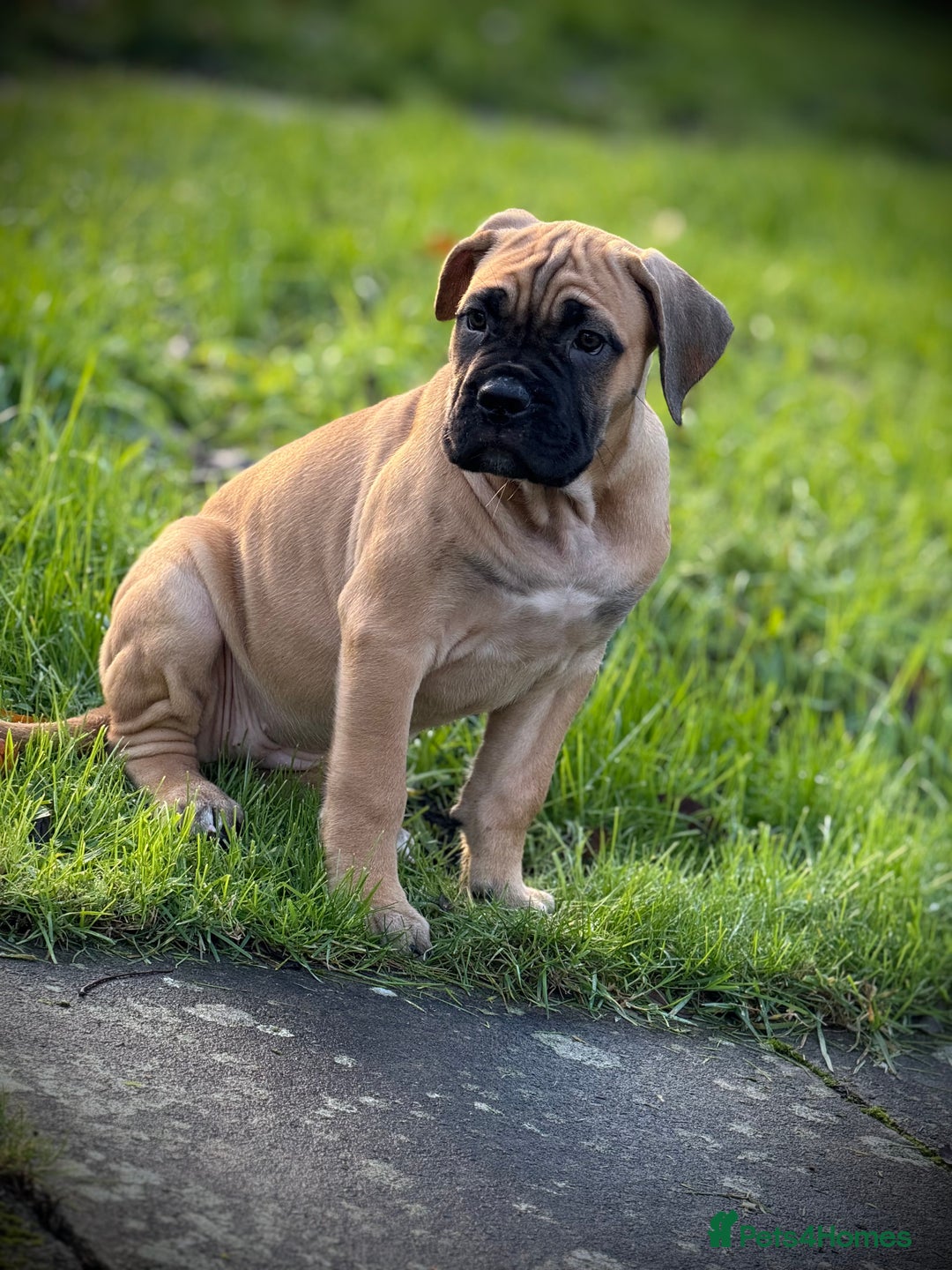 Cane Corso dogs for sale: 🐾PatoSquad Kennel🐾beautiful female available  - Advert 4