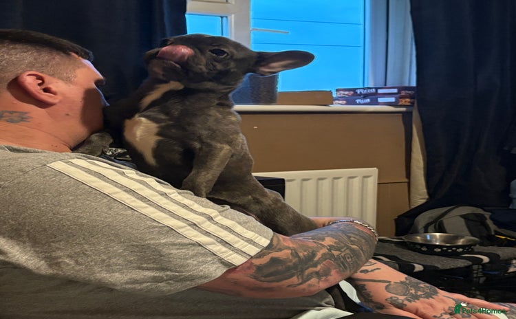 French Bulldog dogs Blue French bulldog bitch  - Advert 2