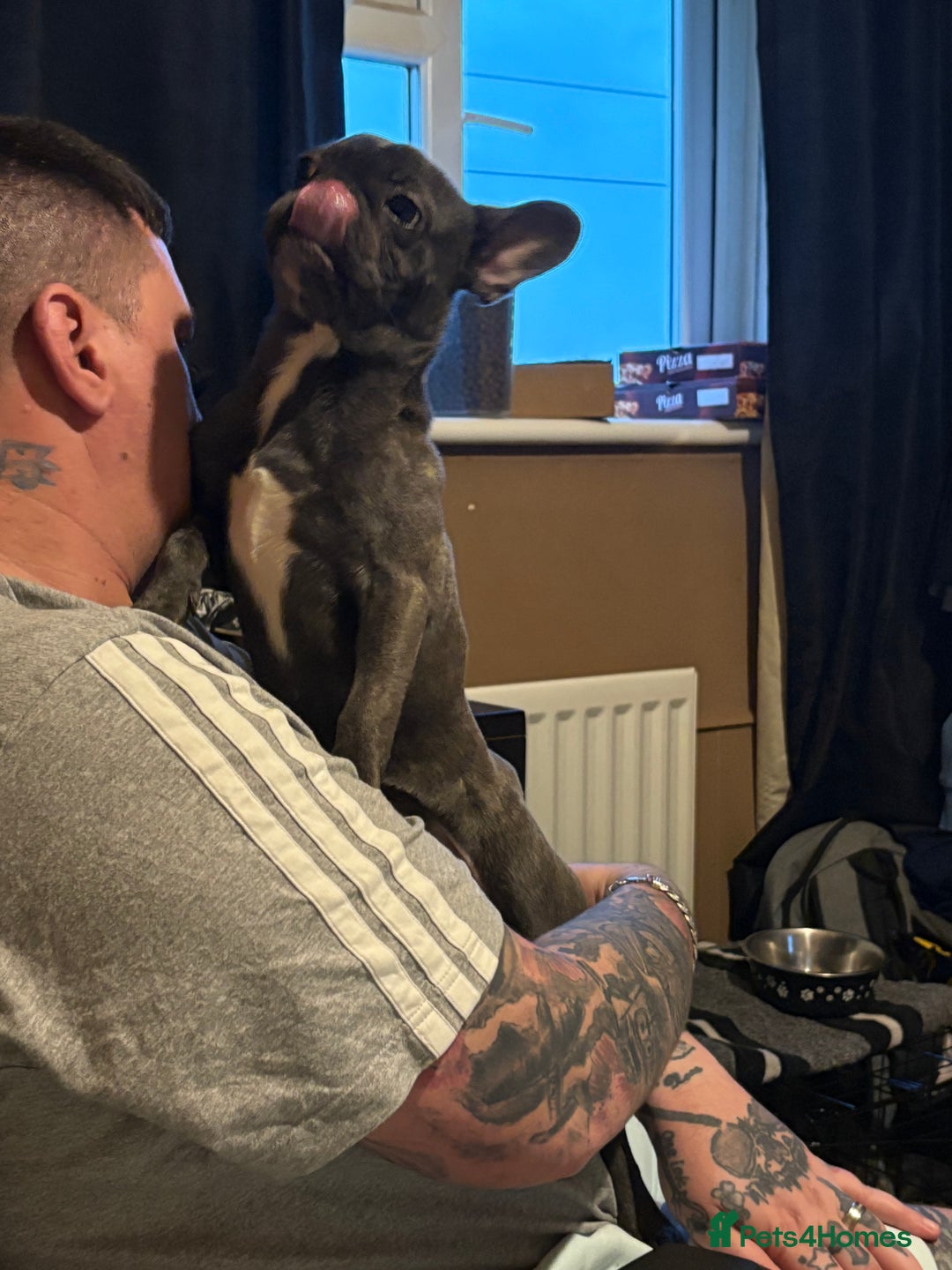 French Bulldog dogs for sale: Blue French bulldog bitch  - Advert 1