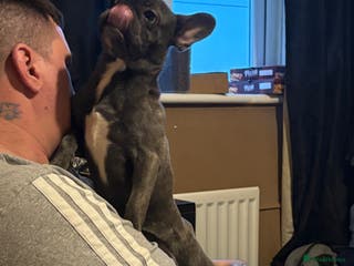 French Bulldog dogs Blue French bulldog bitch - Advert 16