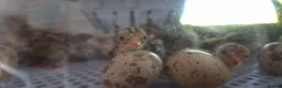 Quail poultry for sale: Baby Corturnix Quail chicks in Huntingdon - Advert 2