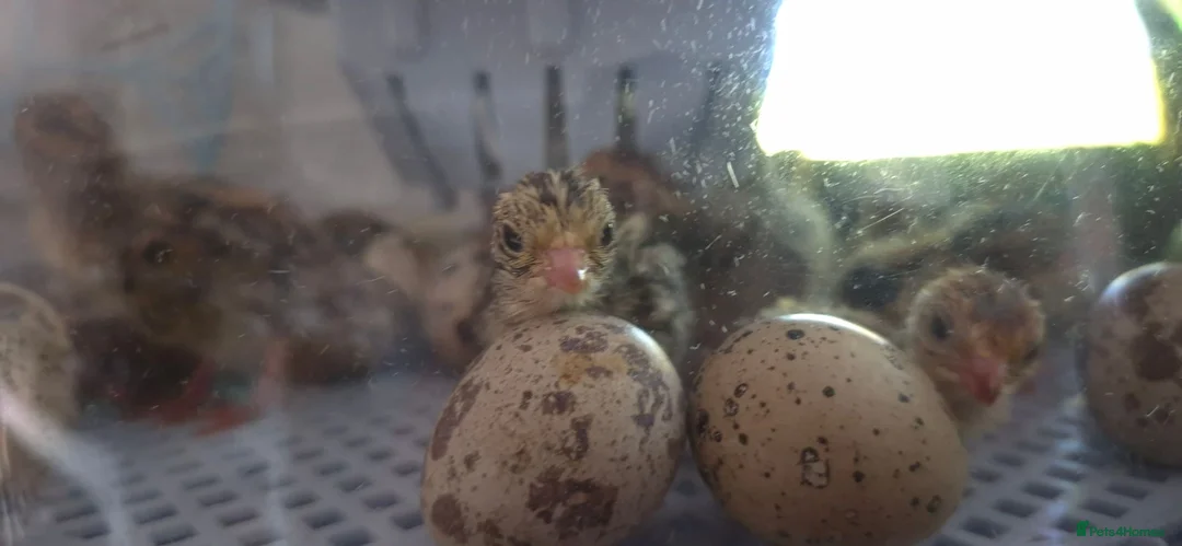 Quail poultry for sale: Baby Corturnix Quail chicks in Huntingdon - Advert 2