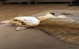 British Shorthair cats for sale: Beloved Simba needs a new home  - Image 1