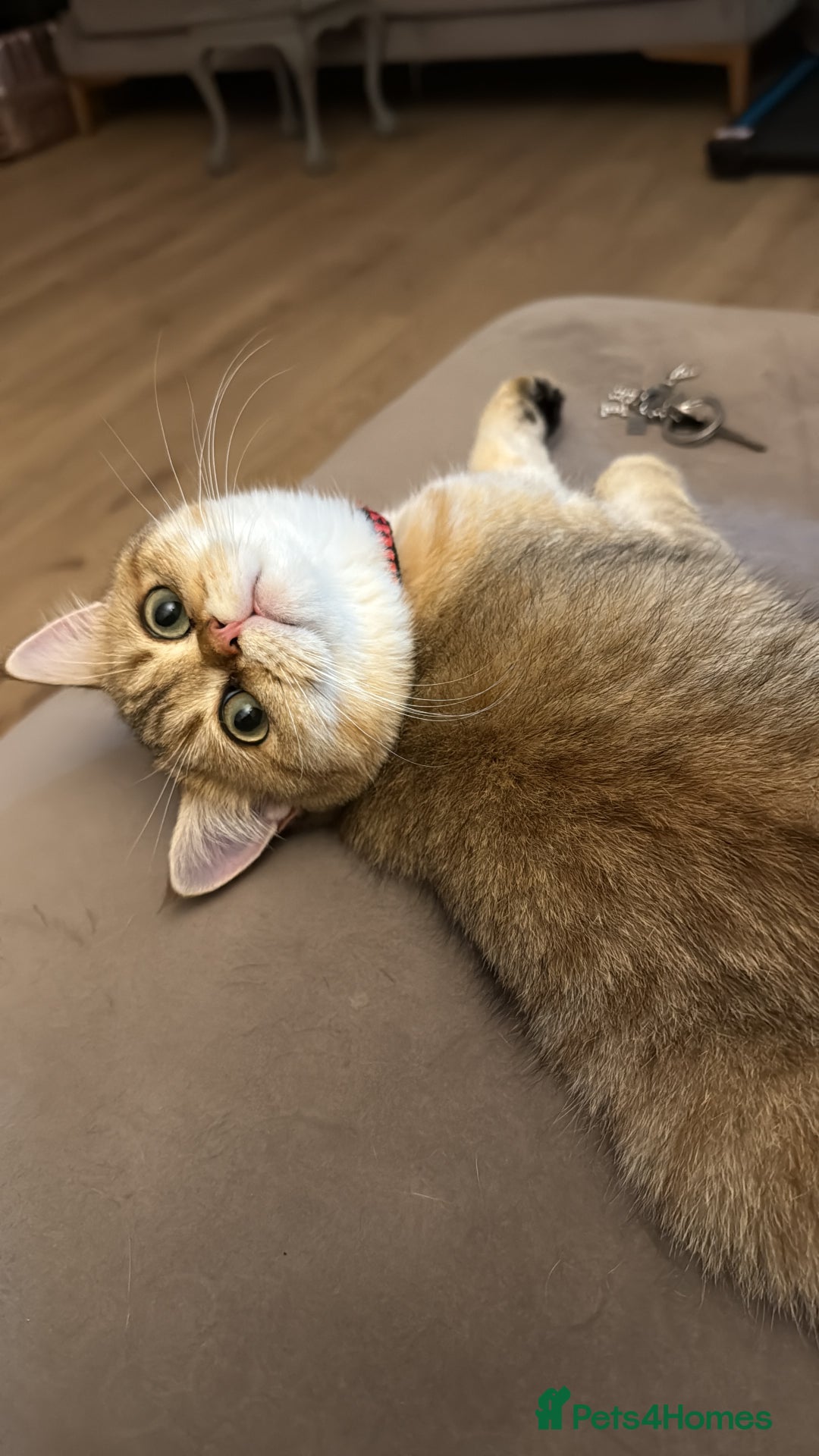 British Shorthair cats for sale: Beloved Simba needs a new home  - Image 1