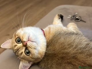 British Shorthair cats - Advert 34