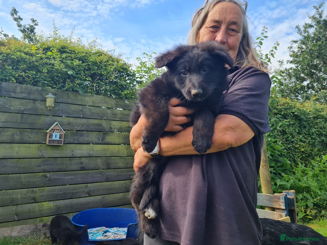 German Shepherd dogs for sale: 1 very large  longhaired Black gsd male . in Lockerbie - Image 15