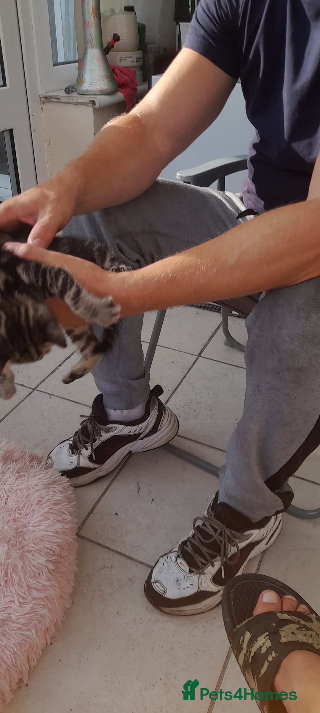 Mixed Breed cats for sale: Kitten looking for good House - Image 3