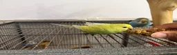 Budgerigars birds for sale: Hand Tame Baby Budgies - Advert 7