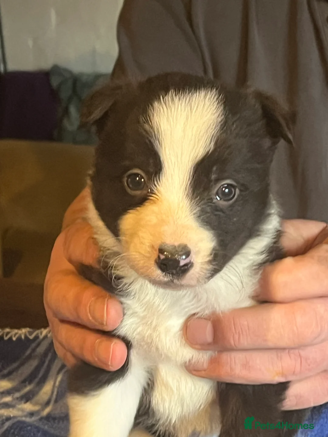 Border Collie dogs for sale: Border collie puppies, excellent litter!!  - Advert 16