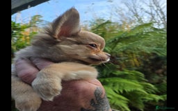 Chihuahua dogs for sale: Chihuahua puppies. - Advert 10