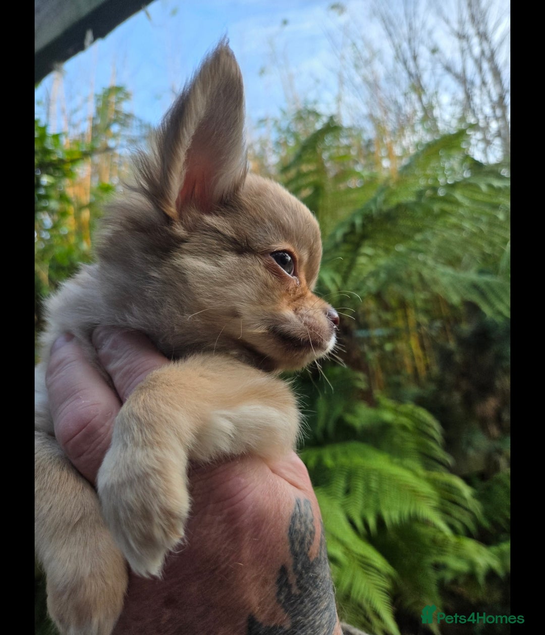 Chihuahua dogs for sale: Chihuahua puppies. - Advert 10