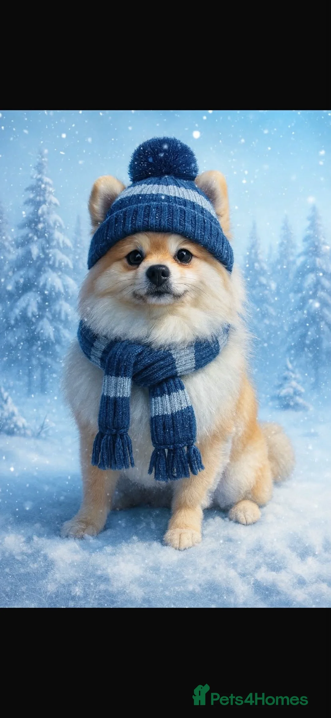 Pomeranian dogs for sale: pomeranion in Wingate - Advert 4