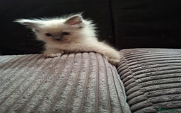 Ragdoll cats for sale: Ragdoll kittens  - Image 5