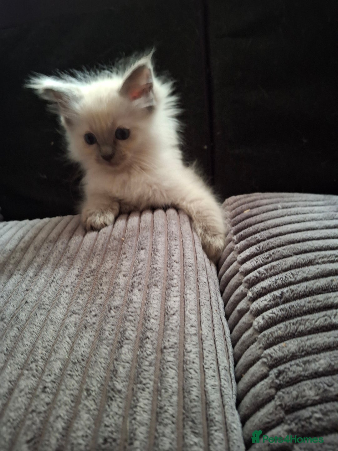 Ragdoll cats for sale: Ragdoll kittens  - Image 5