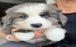 Bernese Mountain Dog dogs for sale: Stunning Chunky Bordernese Puppies - Image 21