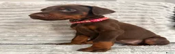 Dobermann dogs for sale: EuropeanDobermanPuppies - Advert 13