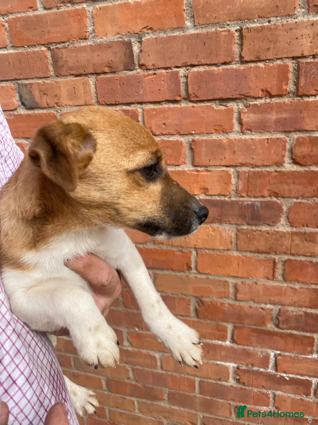 Jack Russell dogs for sale: 5 month Jack Russell Terrier  - Advert 2