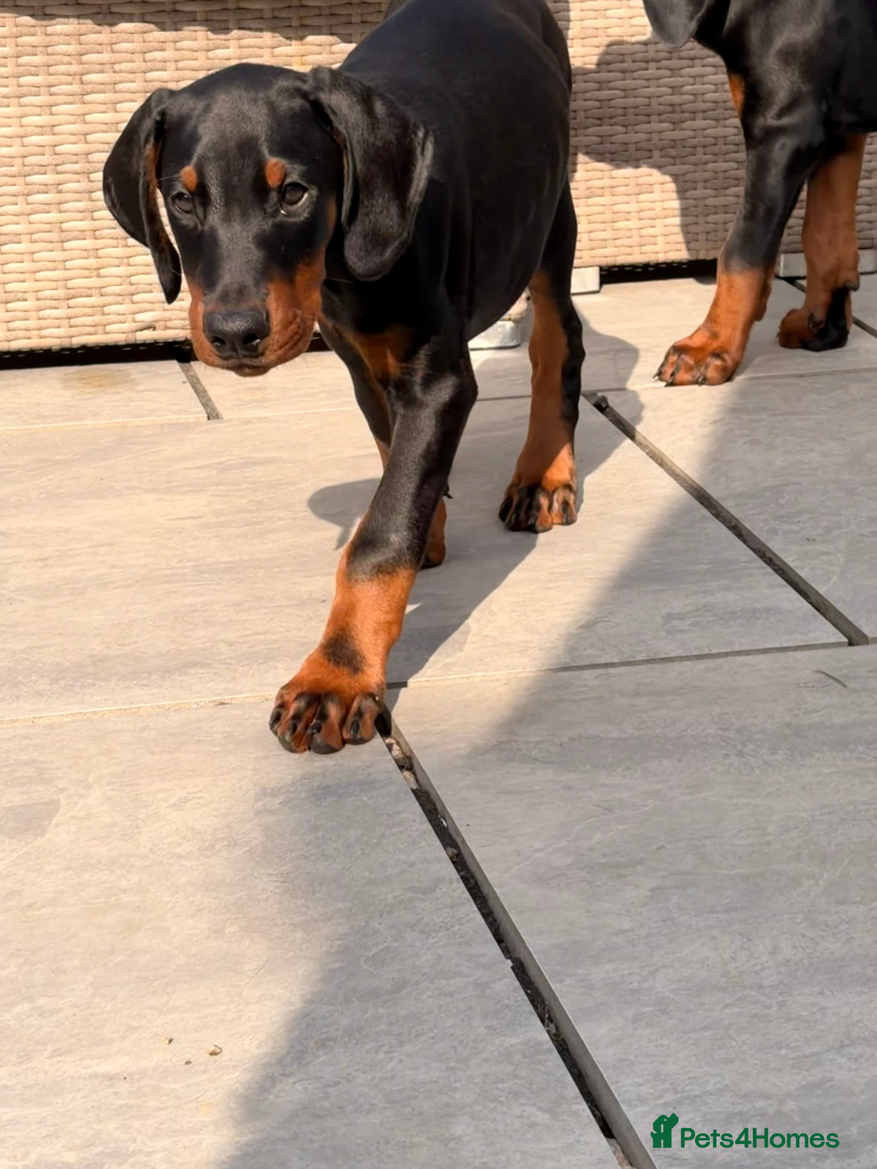 Dobermann dogs READY TO COLLET NOW | RKC DOBERMAN | CHAMPION LINE - Advert 2