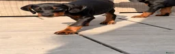 Dobermann dogs for sale: READY TO COLLET NOW | RKC DOBERMAN | CHAMPION LINE - Advert 18