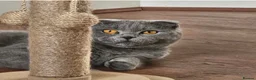 Scottish Fold cats for sale: Beautiful blue Scottish Fold 20 months - Advert 2
