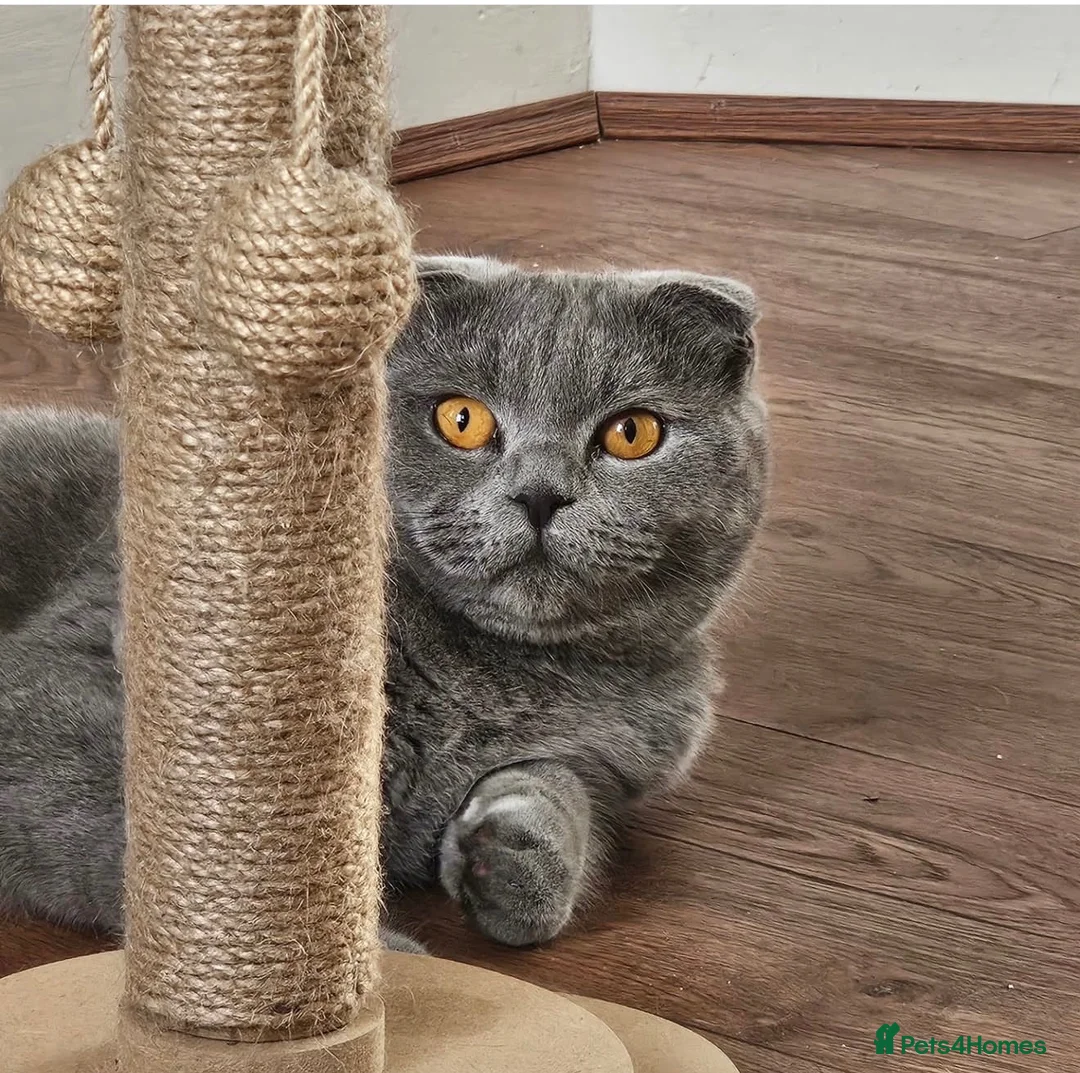 Scottish Fold cats for sale: Beautiful blue Scottish Fold 20 months - Advert 2