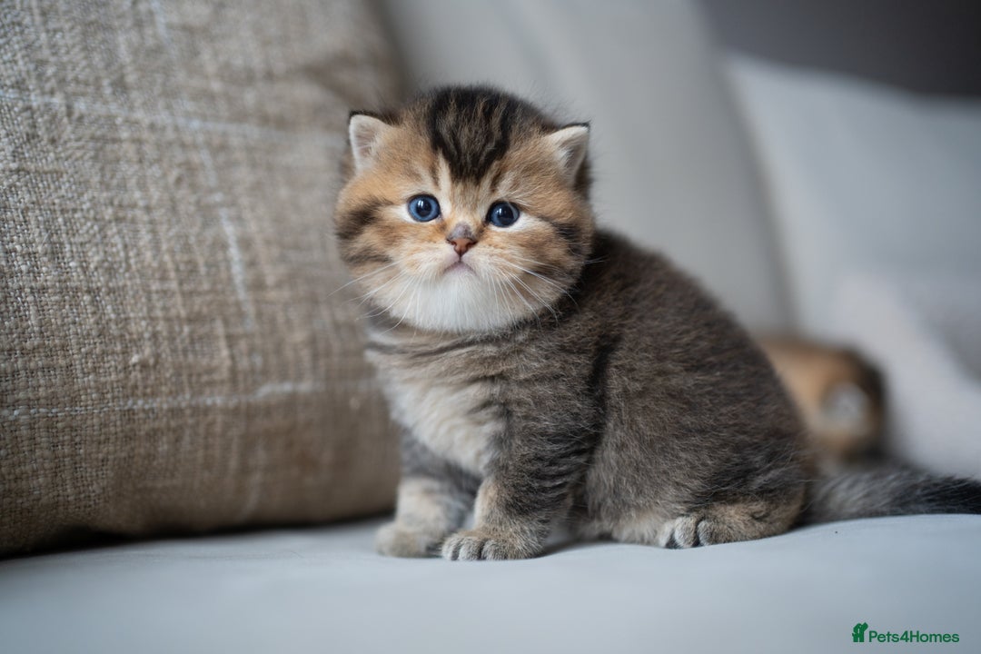 British Shorthair cats for sale: 1 girl available  - Advert 10